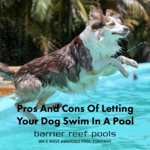 pros-and-cons-of-letting-your-dog-swim-in-a-pool-3